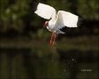 White-Ibis;Ibis;Breeding-Plumage;Flight;Eudocimus-albus;flying-bird;one-animal;c